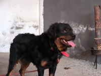 8 aylık rottweiler erkek sahiplendirilecek secersiz