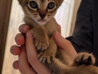 Habeş kedi eş ve sahiplendirme
