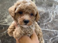 Minyatür orjinal maltipoo
