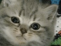 Daha tatlısı british shorthair yok 2 nisan doğumlu dişi