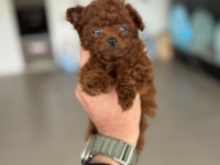 Petmode köpek çiftliğinden tea cup kore poodle