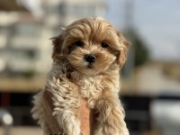 Ruhsatlı çiftlikde ziyarete açık kore maltipoo