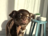 Chihuahua three color erkek yavru