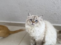 British Shorthair Ücretsiz Sahiplendirilecektir