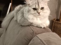 1.5 Yaşında Safkan British Longhair - Tamamen Ücretsiz