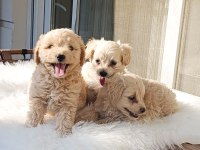 Maltipoo bebek köpekler