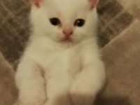 Safkan british ve scottish fold kediler