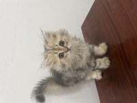 British longhair minnaklar