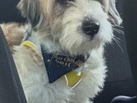 Tibetan terrier köpeğimiz