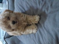 maltipoo yavrularımız