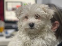 Avrupa girişli yavru köpeklerimiz