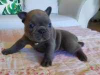 Blue french bulldog yavruları
