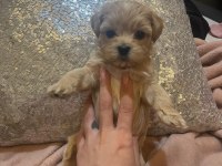 Baby Face Maltipoo Korekan Yavrular