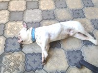 1.5 Yaşında Erkek French Bulldog