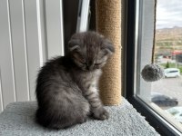 2 aylık dişi scottish fold