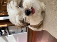 2 bucuk aylık shih tzu yavrularıma yuva arıyorum
