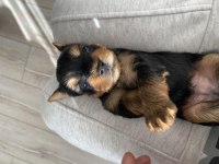 Yorkshire terrier köpeğimize yuva arıyoruz