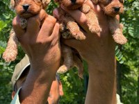 Maltipoo yavrular bir birinden güzel tatlı