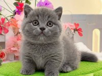TÜM IRK KEDİLER MEVCUTTUR