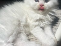 British longhair beyaz kedimiz