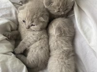 Son kalan scottish fold yavrum