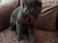 Scottish fold erkek