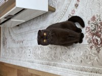 ERKEK KEDİME EŞ ARIYORUM (sahiplendirme değildir)
