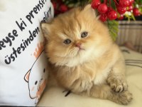 Golden Ny12 British Longhair