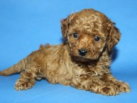 Tea Cup Toy Poodle Yavru