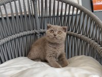 Scottish fold lilac