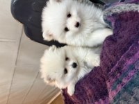 Antalyadan pomeranian boo yavrularımız