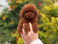Saf kan toy poodle yavrularımız