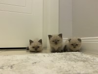 Yeni yuvalarına gitmeye hazır british shorthair kediler