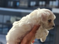 0 numara maltese terrier bebekler