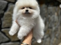 Mersin Pomeranian Boo