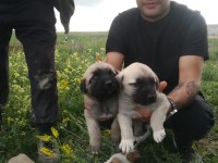 Kangal yavruları 1 aylık