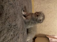 2 aylık british shorthair ve longhair kedilerimiz
