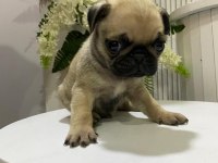 A Kalite 50 Günlük Erkek ve Dişi Pug Mops Bebekler