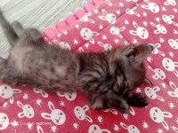 Scottish fold kedisi yavruları