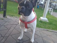 2 YAŞINDA DİŞİ FRENCH BULLDOG