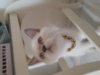 3,5 Aylık erkek british shorthair