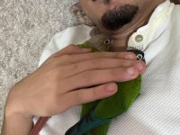 Çift ve sağlıklı ve eğitimli konur papağanı