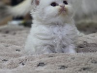 British Longhair Yavru Kedilerimiz