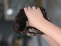 Cüce Tavşan 4 Aylık