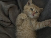 2 Aylık British Shorthair Oyuncu