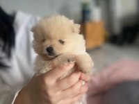 Ankara pomeranian yavrular