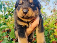 Koca kafa küt burun rottweiler yavruları