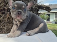 Blue Eye French Bulldog Çiftlikten 