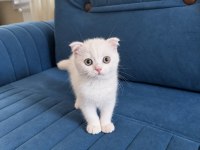 Beyaz British Shorthair Erkek Yavru Yeşil Gözlü