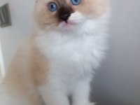 Safkan Ragdoll Mitted Point